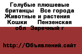Голубые плюшевые британцы - Все города Животные и растения » Кошки   . Пензенская обл.,Заречный г.